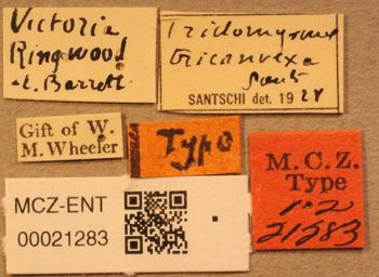 Media type: image;   Entomology 21283 Aspect: labels